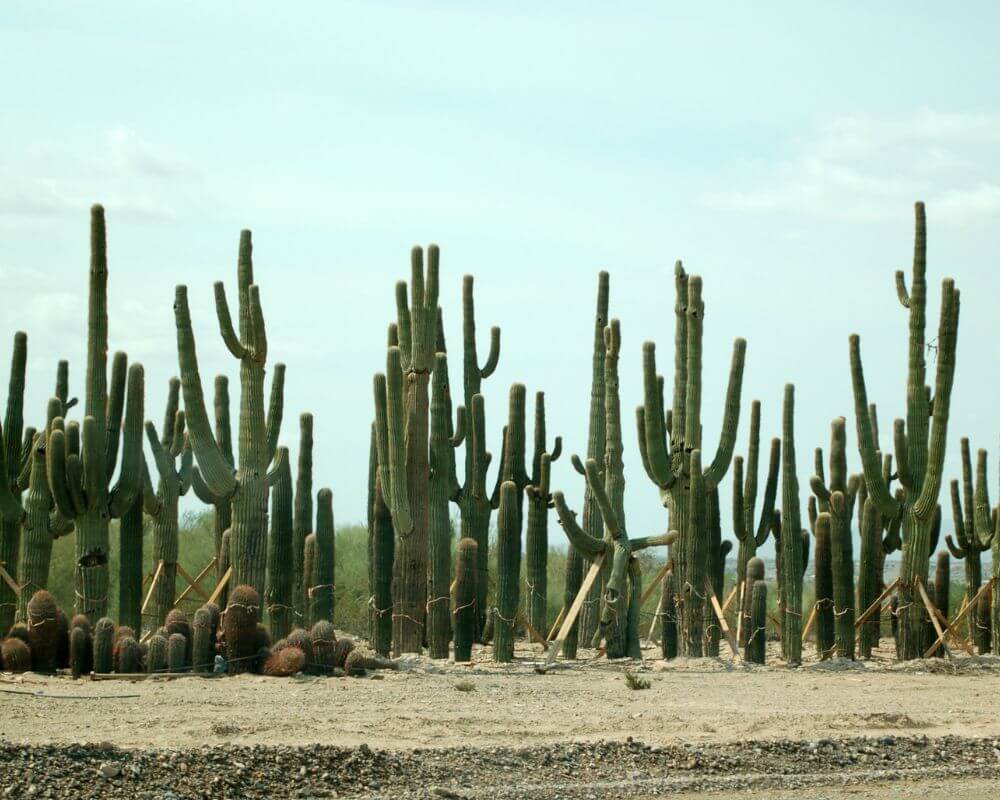 Activities Near Peoria