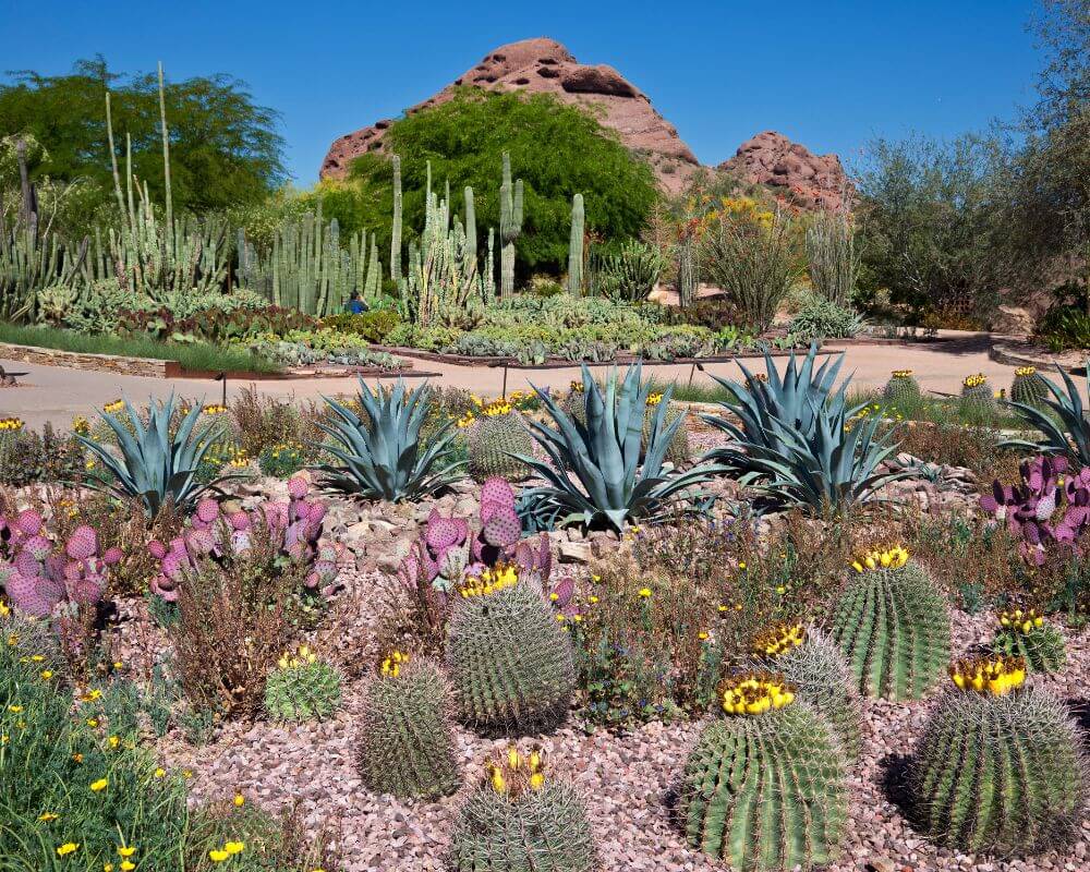 Peoria Desert Botanical Garden