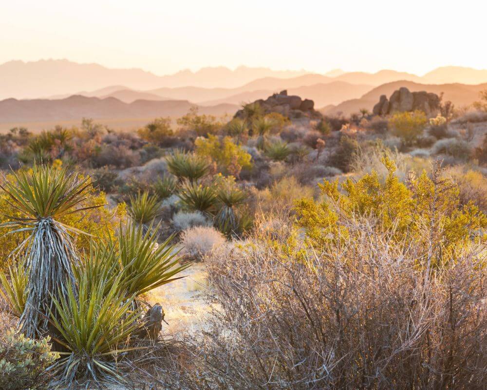 west valley real estate