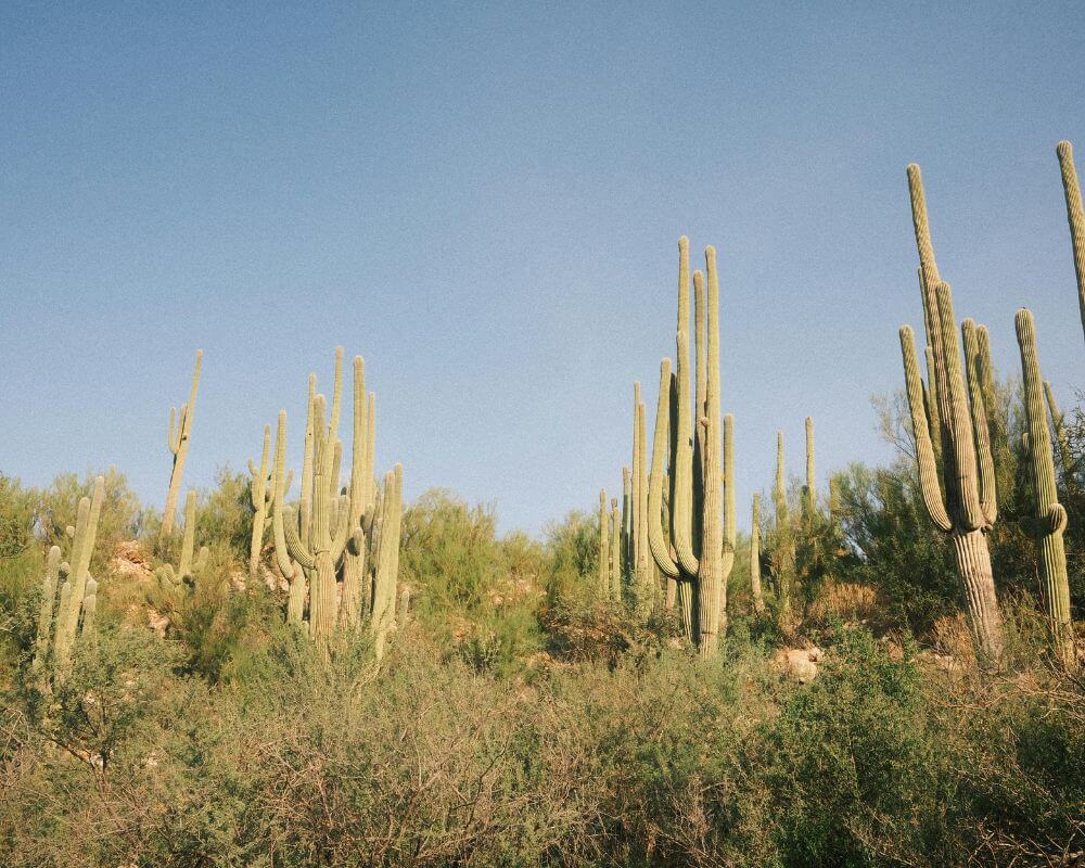Goodyear