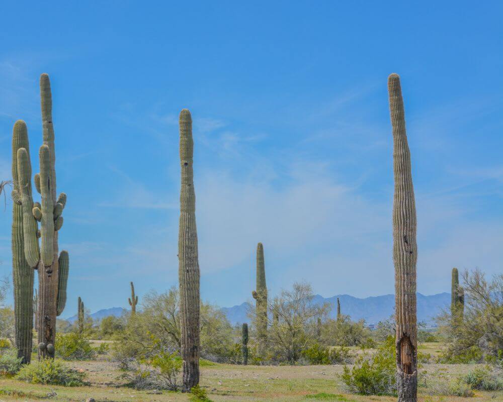 West Valley Arizona real estate