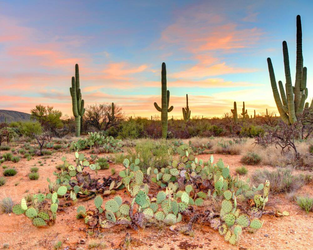 living in Sun City Festival Arizona